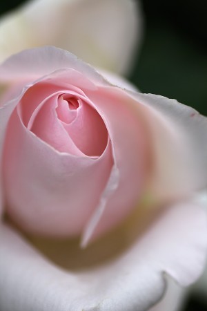 White And Pink Heart Rose